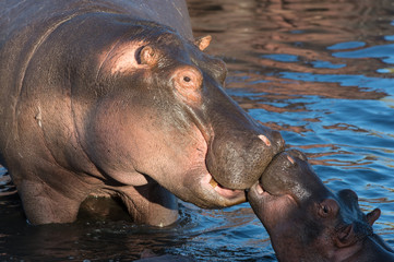 hippopotamus mother kissing young - 132043042