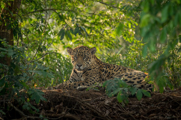Jaguar resting in the jungle - obrazy, fototapety, plakaty