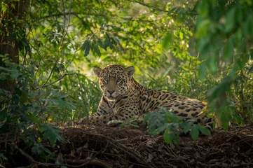 Foto op Plexiglas Jaguar rust in de jungle © Mats
