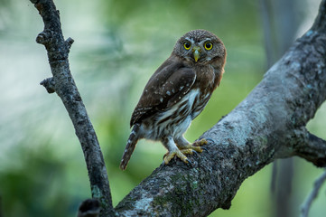 ferruginous pygmy owl perching on a branch