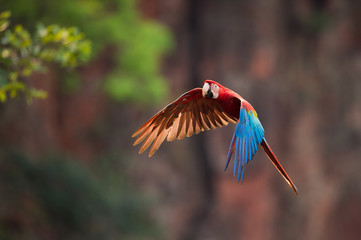 Red-And-Green Macaw flying over sinkhole