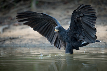 Great Black Hawk hunting in water