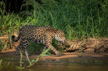 Fototapeta na wymiar Jaguar walking on sand by the river