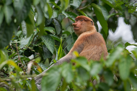 Proboscis monkey in borneo