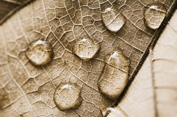 Macro water drops on dry leaves