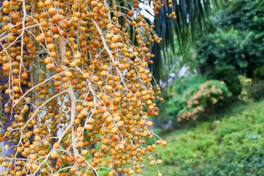 Areca Nut from Areca palm Medium Shot