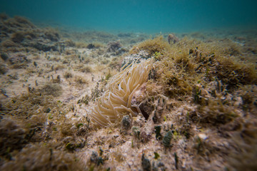 Plante sous-marine