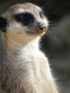 Erdm&auml;nnchen