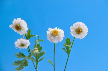 Camomile flowers