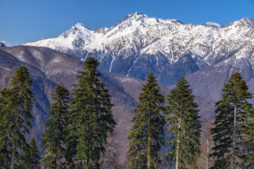 Fototapeta premium Beautiful mountain scenic winter landscape of the Main Caucasus ridge with snowy peaks, blue sky and fir trees on a sunny day