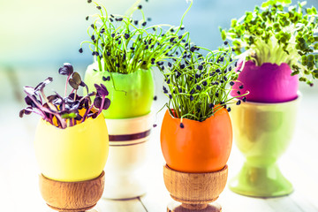 Growing healthy sprouts in Easter egg shell, dieting concept