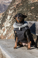 Pinscher mix sitting on a wooden bench in the alps