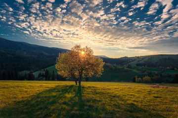 Beautiful sunset landscape. Sunbeams shining through a lonely tree crone on a hill in Carpathian mountains at sunset.