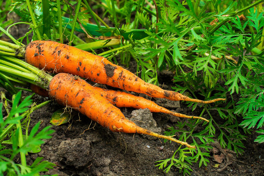 fresh ripe harvested carrots on the ground in the garden