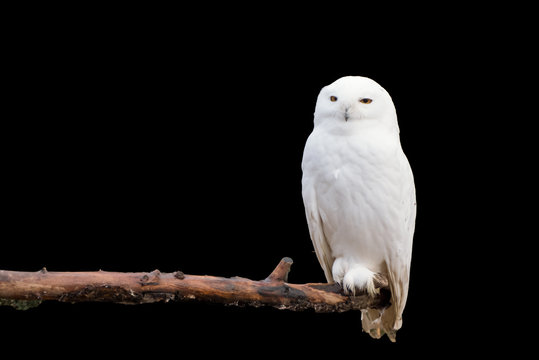 Schneeeule auf dem Ast (Bubo scandiacus)