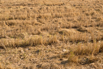 Rice straw in the countryside