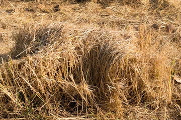 Rice straw in the countryside