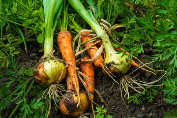 fresh harvested carrots and onion bulbs on the ground in the gar
