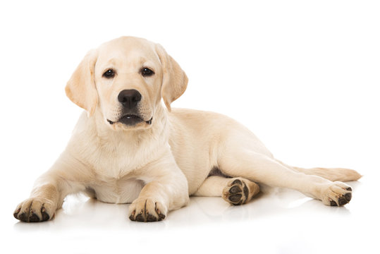 Liegender Labradorwelpe