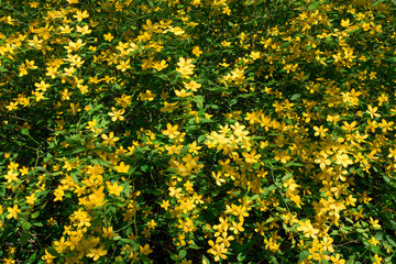 Flowers shrub Kerria japonica