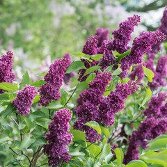 Flowering branch of lilac
