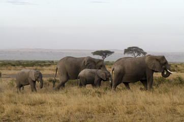 Naklejka na ściany i meble Eléphant d’Afrique, Loxodonta africana, parc national de Tarangire, Tanzanie