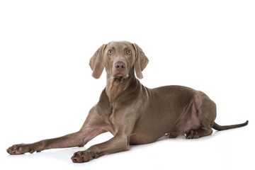 Liegender Weimaraner