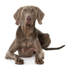 Liegender Weimaraner