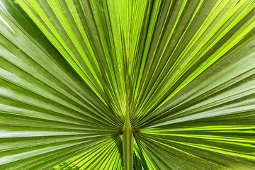 Palm leaves texture with shadow