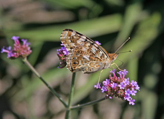 papillon posé
