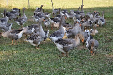 Farmed white goose standing on grass