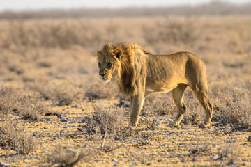 Male lion at close quarters