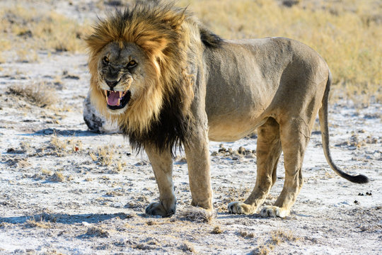 nervous lion trying to intimidate
