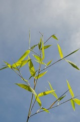 Bamboo Leaves