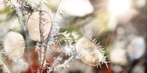 Seedpods of Annual Honesty with Hoar Frost