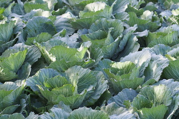 Green leaf of cabbage vegetable in garden.