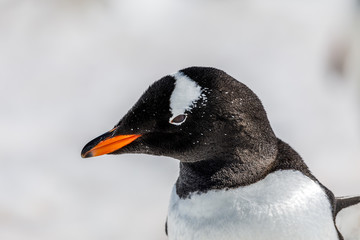 Pinguin in der Antarktis