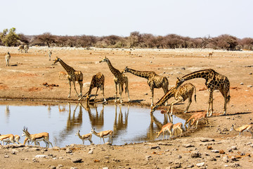 Fototapeta na wymiar Giraffes at a waterhole in Etosha