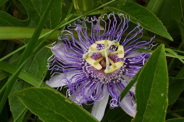 Passionflower