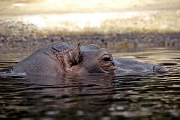 Fototapeta premium Nilpferd