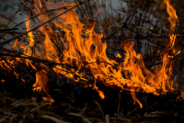 fire, burning grass and small trees.