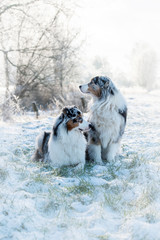 Romantische, neblige Winterlandschaft mit morgendlicher Sonne in dieser sitzen zwei Hunden im Schnee und schauen zur Seite. 