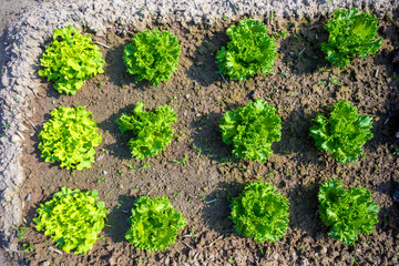 Iceberg Lettuce and  Lettuce in garden