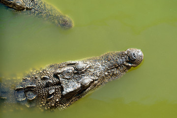 crocodile