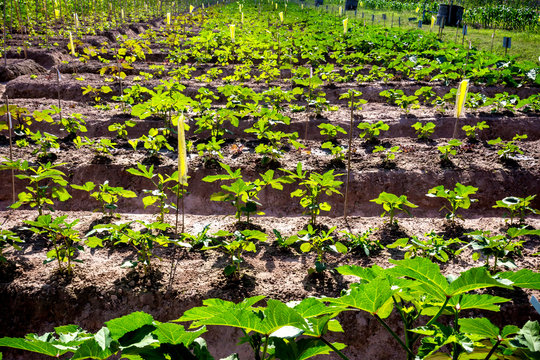 Sapling Long Eggplant In Farm