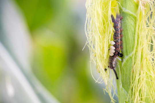 armyworm on corn