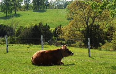 Jersey cow