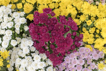 Naklejka premium Abstract background of colorful flowers. Close-up,White,yellow Chrysanthemum flower