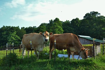 Jersey cows