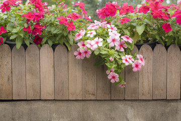 Pink and red periwinkle flowers in the garden, Madagascar periwinkle, Catharanthus roseus, Vinca flower